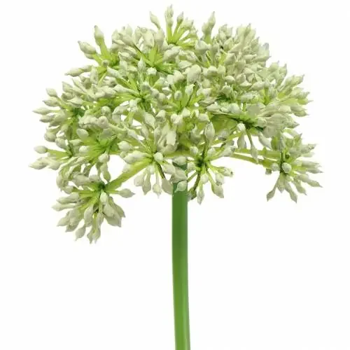 Allium blanco artificial 55cm