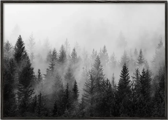 B&W Forrest – Poster / 8 » x 12 » in / No