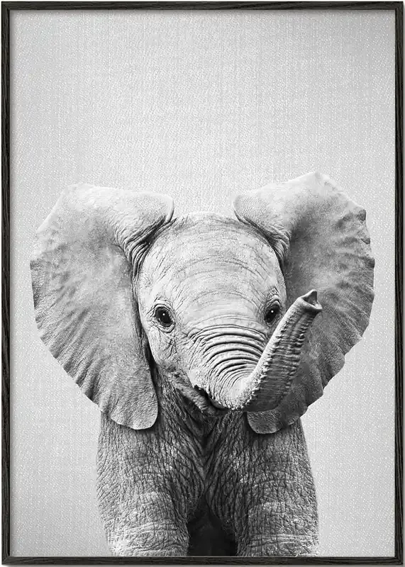 Baby Elephant – Black & White – Poster / 8 » x 12 » in / No