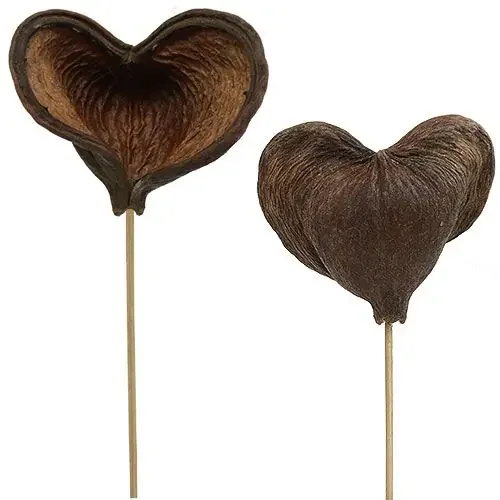 Badam en palo natural 6cm – 12cm 23 piezas