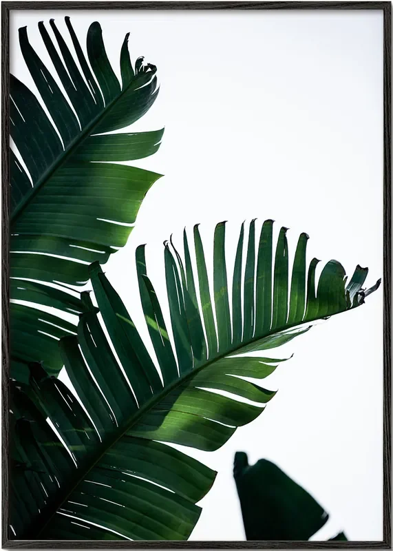 Banana Leaves 10 – Poster / 8 » x 12 » in / No