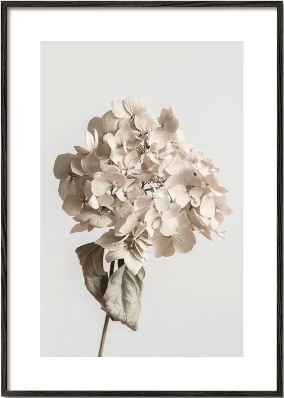 Beige dried flower – Poster / 8 » x 12 » in / No