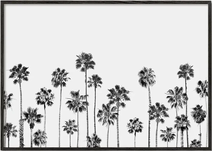 Black And White Palms 2 – Poster / 8 » x 12 » in / No