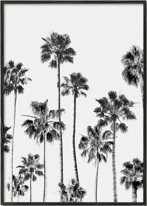 Black And White Palms 3 – Poster / 8 » x 12 » in / No