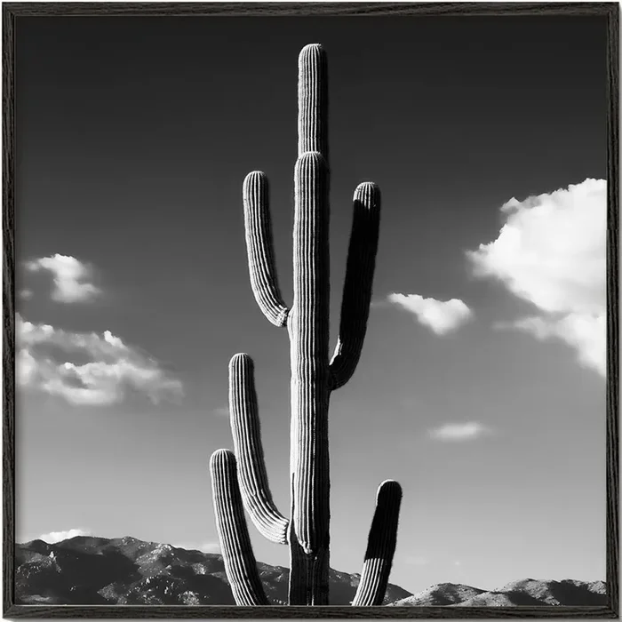 Black Arizona – Lonely Cactus II – Poster / 20 » x 20 » in / No