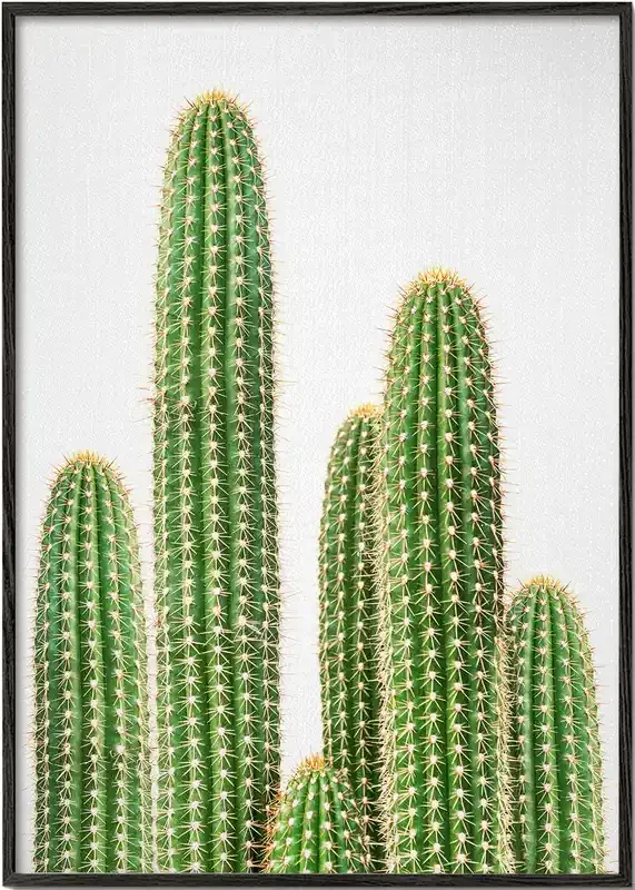 cactus, cacti 2 – Poster / 8 » x 12 » in / No