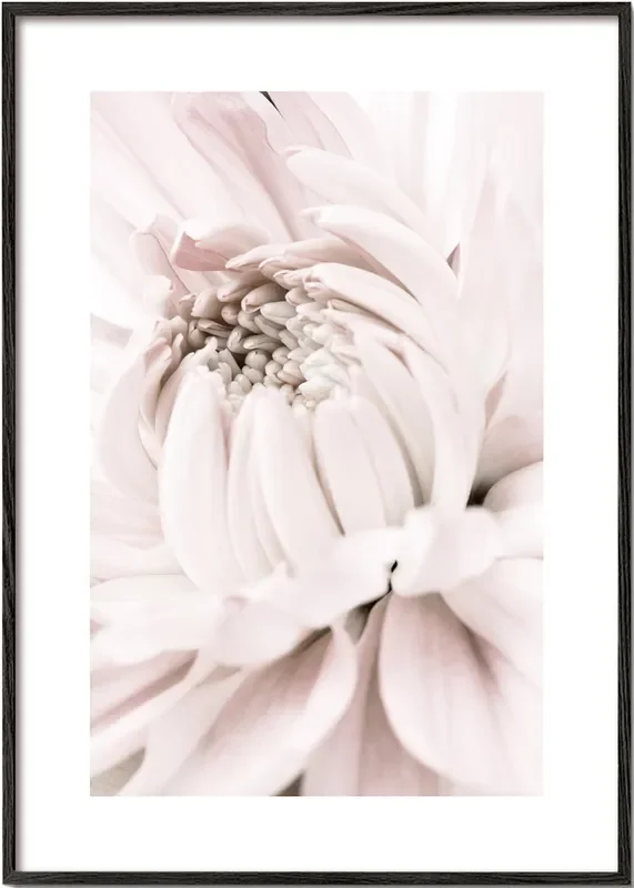 Chrysanthemum No 05 – Poster / 8 » x 12 » in / No