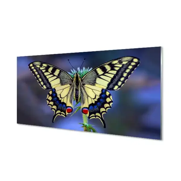Cuadro de cristal Mariposa en una flor