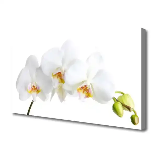 Cuadro en lienzo canvas Flores planta naturaleza