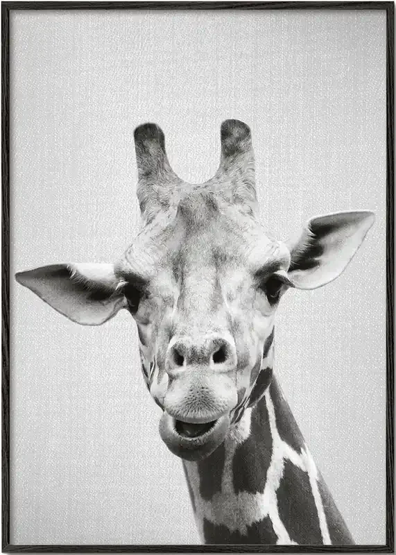 Giraffe – Black & White – Poster / 8 » x 12 » in / No