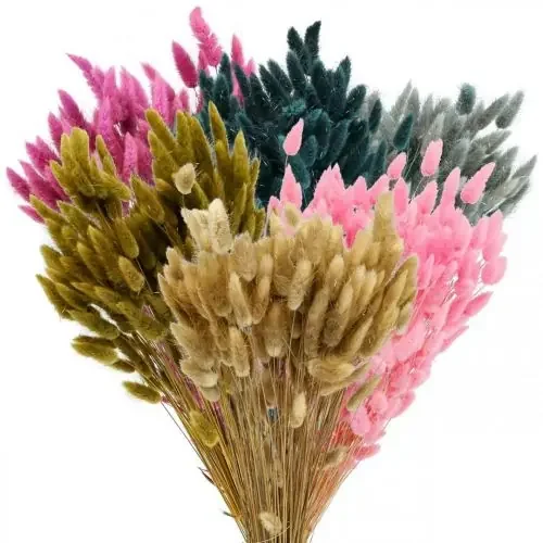 Hierba de cola de liebre seca coloreada Lagurus 65-70 cm 100 g