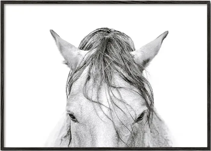 Horses Head 2 – Poster / 8 » x 12 » in / No