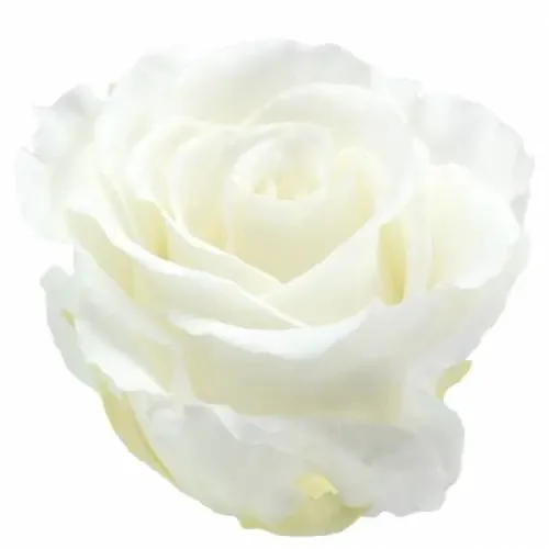 Infinity Roses Grandes Ø5,5-6cm Blanco 6uds