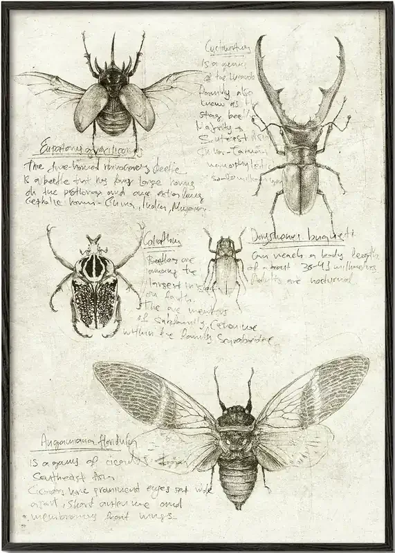 Insects – Poster / 8 » x 12 » in / No