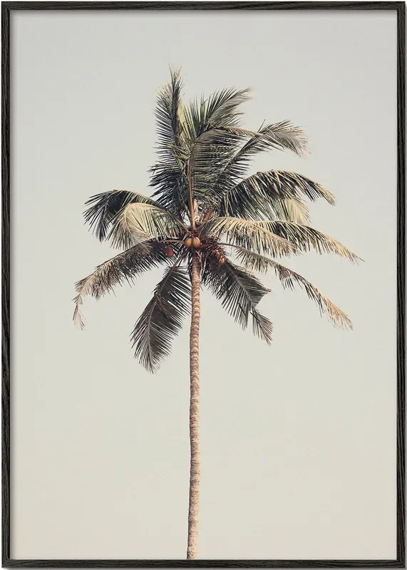 Palm tree by the beach – Poster / 8 » x 12 » in / No