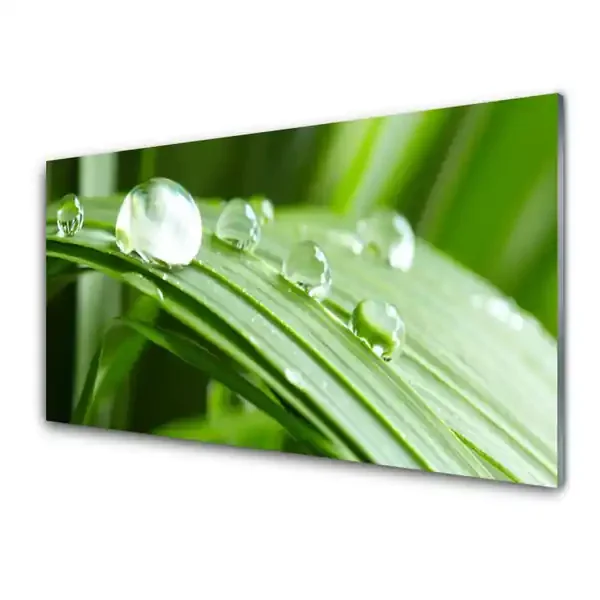 Paneles de pared Hoja rocío gotas