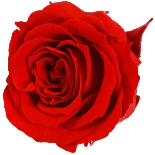 Rosas eternas Flores verdaderas Mini Rosas Rojas Ø3cm 16pzs