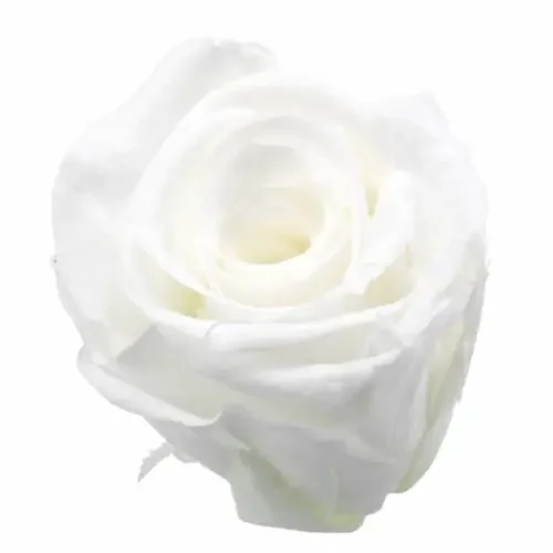 Rosas preservadas medianas Ø4-4,5cm blancas 8 piezas