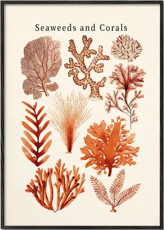 Seaweed & Corals Collection – Poster / 8 » x 12 » in / No