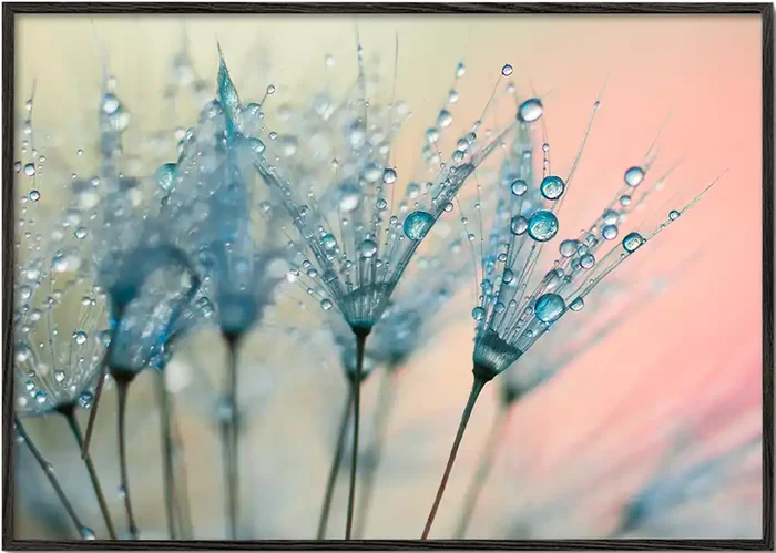 Summer rain – Poster / 8 » x 12 » in / No