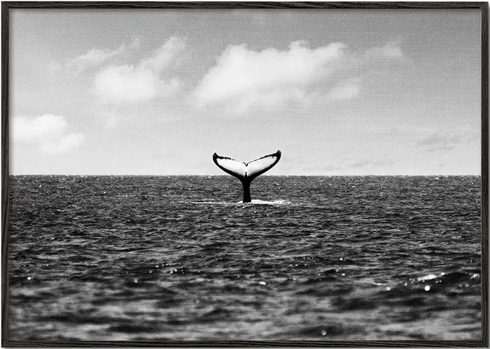 Whale Tail – Poster / 8 » x 12 » in / No