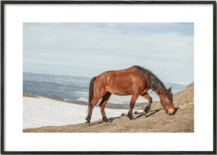 Wild Horses V – Poster / 8 » x 12 » in / No